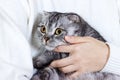 Beautiful young woman with cute cat resting at home. Scottish kitten Royalty Free Stock Photo