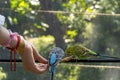 beautiful young woman feeding a bird with a wooden stick with seeds stuck to it, bird stops to eat, canary, nymph Royalty Free Stock Photo