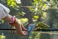 beautiful young woman feeding a bird with a wooden stick with seeds stuck to it, bird stops to eat, canary, nymph Royalty Free Stock Photo