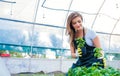 Beautiful young woman gardening Royalty Free Stock Photo