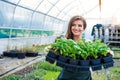 Beautiful young woman gardening Royalty Free Stock Photo