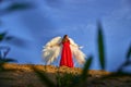 Beautiful young woman or girl in red dress and white wings on the sand on sunny day with blue sky. Angel model or dancer Royalty Free Stock Photo