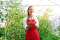 Beautiful young woman harvesting fresh tomatoes from the garden and showing at the camera Royalty Free Stock Photo