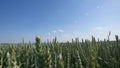 Beautiful Young Woman jumping on green wheat field on blue sky background Royalty Free Stock Photo