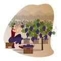 Beautiful young woman in a kerchief is harvesting black grape using the pruning shear sitting on a box against the backdrop of