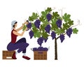 Beautiful young woman in a kerchief is harvesting black grape using the pruning shear sitting on a box