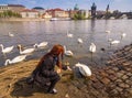 Beautiful young woman with long hair is feeding swans on Vltava river. Czech Republic.Prague. Czech Republic. Royalty Free Stock Photo