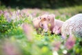 Beautiful young woman lying on grass with spring flowers Royalty Free Stock Photo