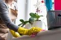 Beautiful young woman makes cleaning the house. Girl rubs dust Royalty Free Stock Photo