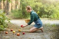 Beautiful young woman picking ripe organic apples in a basket in the garden or on a farm in an autumn or summer day Royalty Free Stock Photo