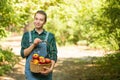 Beautiful young woman picking ripe organic apples in a basket in the garden or on a farm in an autumn or summer day Royalty Free Stock Photo