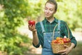 Beautiful young woman picking ripe organic apples in a basket in the garden or on a farm in an autumn or summer day Royalty Free Stock Photo