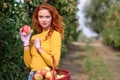 Beautiful young woman picking ripe organic apples in basket in orchard or on farm on a fall day Royalty Free Stock Photo