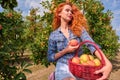 Beautiful young woman picking ripe organic apples in basket in orchard or on farm on a fall day Royalty Free Stock Photo