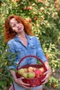 Beautiful young woman picking ripe organic apples in basket in orchard or on farm on a fall day Royalty Free Stock Photo