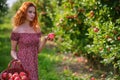 Beautiful young woman picking ripe organic apples in basket in orchard or on farm on a fall day Royalty Free Stock Photo