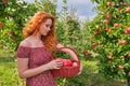 Beautiful young woman picking ripe organic apples in basket in orchard or on farm on a fall day Royalty Free Stock Photo