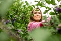 Beautiful young woman picking ripe organic plums Royalty Free Stock Photo