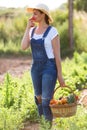 Beautiful young woman smelling tomatoes while holding basket with fresh vegetables in the garden. Royalty Free Stock Photo