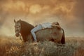 Beautiful young woman on spanish buckskin horse in rue field