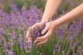 Beautiful young woman touching lavender in field on summer day Royalty Free Stock Photo