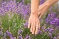 Beautiful young woman touching lavender in field on summer day Royalty Free Stock Photo