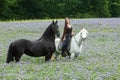 a beautiful young woman on a white horse with a black frieze in a field of purple flowers Royalty Free Stock Photo