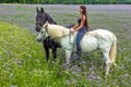 a beautiful young woman on a white horse with a black frieze in a field of purple flowers Royalty Free Stock Photo