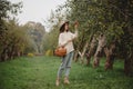 Beautiful young woman in white sweater picking red apples in basket in orchard. Royalty Free Stock Photo