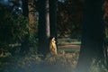 Beautiful young woman in a yellow jacket with a brown felt hat stands by a tree in forest Royalty Free Stock Photo