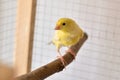 Yellow canary on bird perch stands in the cage at home Royalty Free Stock Photo