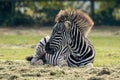 A young zebra laying on the grass