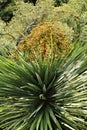 Beautiful Yucca in the garden Royalty Free Stock Photo