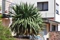 Beautiful Yucca plant on a background of a private house in a European city Royalty Free Stock Photo