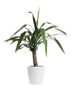 Beautiful yucca plant in pot on white background. House decor Royalty Free Stock Photo