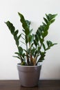 Zamioculcas growing in pot Royalty Free Stock Photo