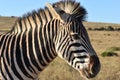 A beautiful zebra in Addo Elephant Park in Colchester, South Africa Royalty Free Stock Photo