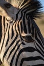 A beautiful zebra in Addo Elephant Park in Colchester, South Africa Royalty Free Stock Photo