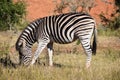 A beautiful zebra in Addo Elephant Park in Colchester, South Africa Royalty Free Stock Photo