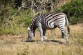 A beautiful zebra in Addo Elephant Park in Colchester, South Africa Royalty Free Stock Photo