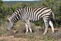 A beautiful zebra in Addo Elephant Park in Colchester, South Africa Royalty Free Stock Photo