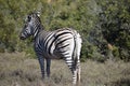 A beautiful zebra in Addo Elephant Park in Colchester, South Africa Royalty Free Stock Photo