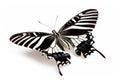 Beautiful Zebra butterfly isolated on a white background with clipping path Royalty Free Stock Photo