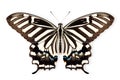 Beautiful Zebra butterfly isolated on a white background with clipping path Royalty Free Stock Photo