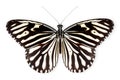 Beautiful Zebra butterfly isolated on a white background with clipping path Royalty Free Stock Photo