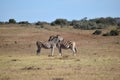 A beautiful zebra couple in Addo Elephant Park in Colchester, South Africa Royalty Free Stock Photo