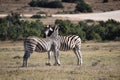 A beautiful zebra couple on a meadow in South Africa Royalty Free Stock Photo