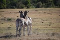 A beautiful zebra couple on a meadow in South Africa Royalty Free Stock Photo