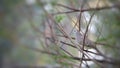 Beautiful Zebra Dove with bokeh background siting on the tree branches Royalty Free Stock Photo