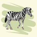 Beautiful zebra drawing